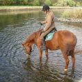 Pferde in der Weser