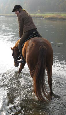 Pferd in der Weser