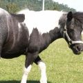 Schul- und Schleifenpony Lotta