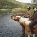 Pferde in der Weser