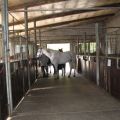 Stallgasse