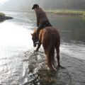 Pferde in der Weser
