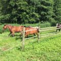 Schulpferde Elli, Cecil und Patty