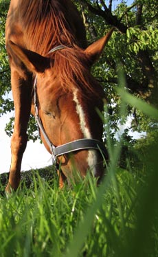 Pferd Gino