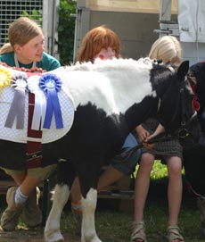 Schulpony Lotta